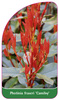 Photinia fraseri 'Camilvy'