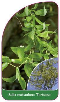 Salix matsudana 'Tortuosa'