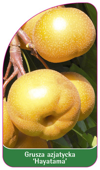 Grusza azjatycka 'Hayatama'