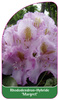 Rhododendron-Hybride 'Margret'