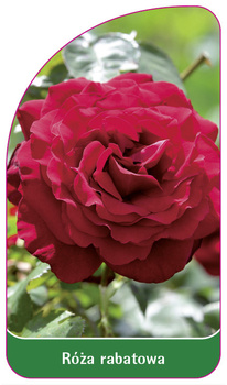 Discount rose Nr. 115