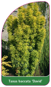 Taxus baccata 'David'