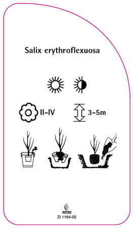 Salix erythroflexuosa