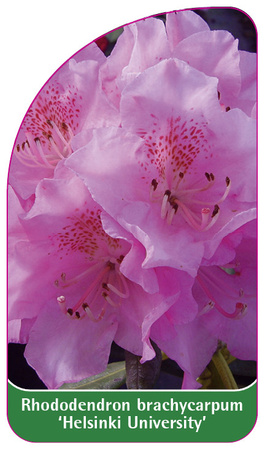 Rhododendron brachycarpum 'Helsinki University'