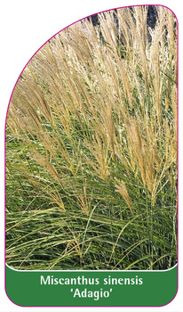 Miscanthus sinensis 'Adagio'