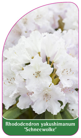 Rhododendron yakushimanum 'Schneewolke'