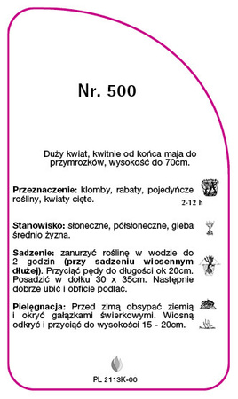Roza angielska Nr. 500