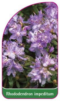 Rhododendron impeditum