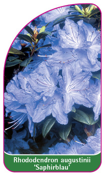 Rhododendron augustinii 'Saphirblau'
