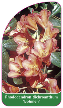 Rhododendron dichroanthum 'Böhmen'