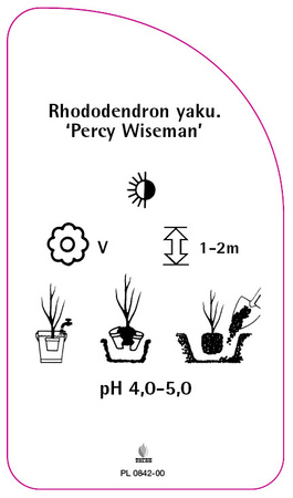 Rhododendron yakuschimanum 'Percy Wiseman'