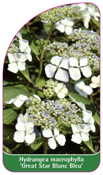 Hydrangea macrophylla 'Great Star Blane Bleu'