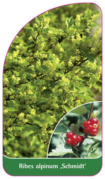 Ribes alpinum ,Schmidt'