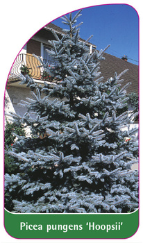 Picea pungens 'Hoopsii'
