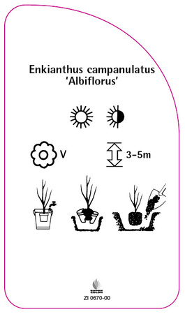 Enkianthus campanulatus 'Albiflorus'