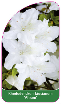 Rhododendron  kiusianum 'Album'