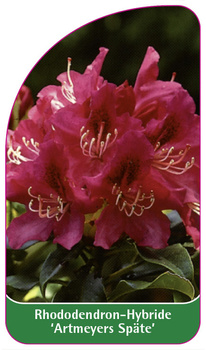 Rhododendron-Hybride 'Artmeyers Späte'