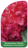 Rhododendron-Hybride 'Halfdan Lem'
