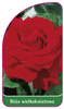 Velkokvětá růže č. 209