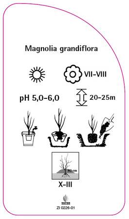 Magnolia grandiflora