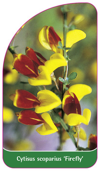 Cytisus scoparius 'Firefly'