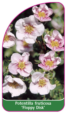Potentilla fruticosa 'Floppy Disk'