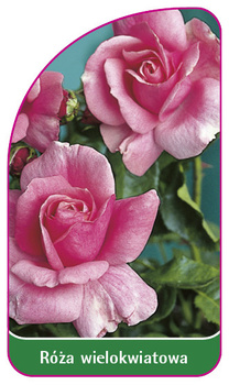 Vícekvětá růže č. 253 A