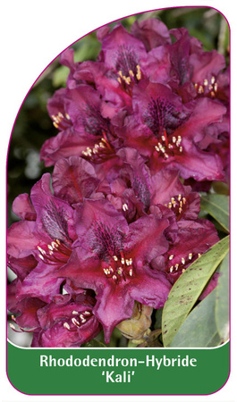 Rhododendron-Hybride 'Kali'