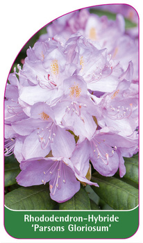 Rhododendron-Hybride 'Parsons Gloriosum'