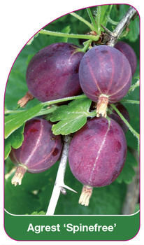 Angrešt 'Spinefree'