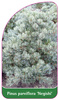 Pinus parviflora 'Negishi'