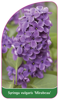 Syringa vulgaris 'Mirabeau'
