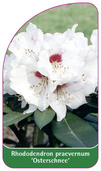 Rhododendron praevernum 'Osterschnee'