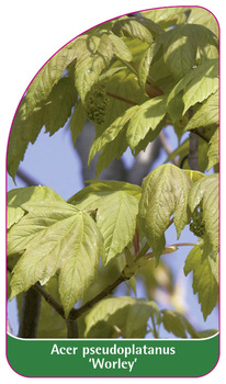 Acer pseudoplatanus 'Worley'
