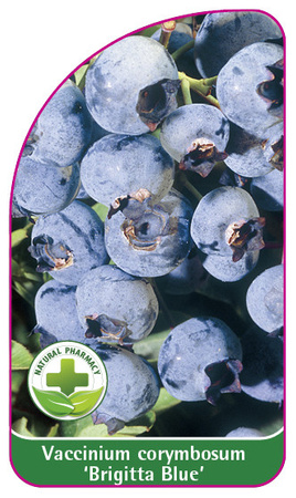 Vaccinium corymbosum 'Brigitta Blue'