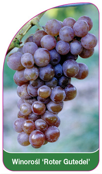 Winorośl 'Roter Gutedel'