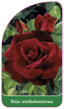 Trandafir cu flori mari Nr. 223