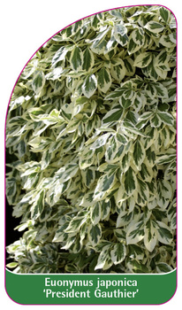 Euonymus japonicus 'President Gauthier'