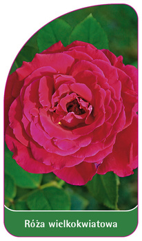 Trandafir cu flori mari Nr. 234