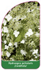 Hydrangea petiolaris 'Cordifolia'