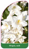 Weigela, weiß