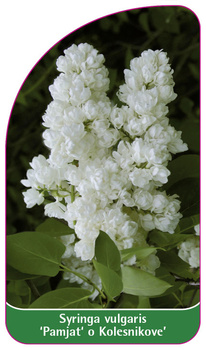 Syringa vulgaris 'Pamjat' o Kolesnikove'