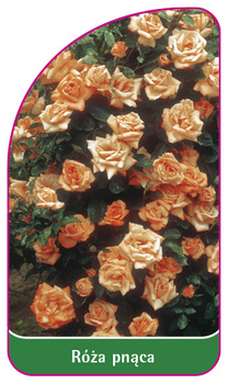 Róza pnąca Nr. 315 A