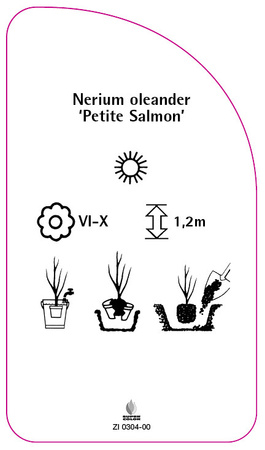 Nerium oleander 'Petite Salmon'