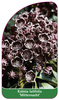 Kalmia latifolia 'Mitternacht'