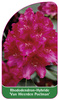 Rhododendron-Hybride 'Van Weerden Poelman'