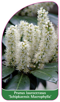 Prunus laurocerasus 'Schipkaensis Macrophylla'