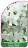 Azalea japonica 'Geisha White'