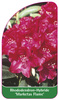 Rhododendron-Hybride 'Marketas Flame'