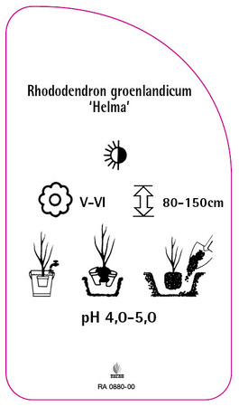 Rhododendron groenlandicum 'Helma'